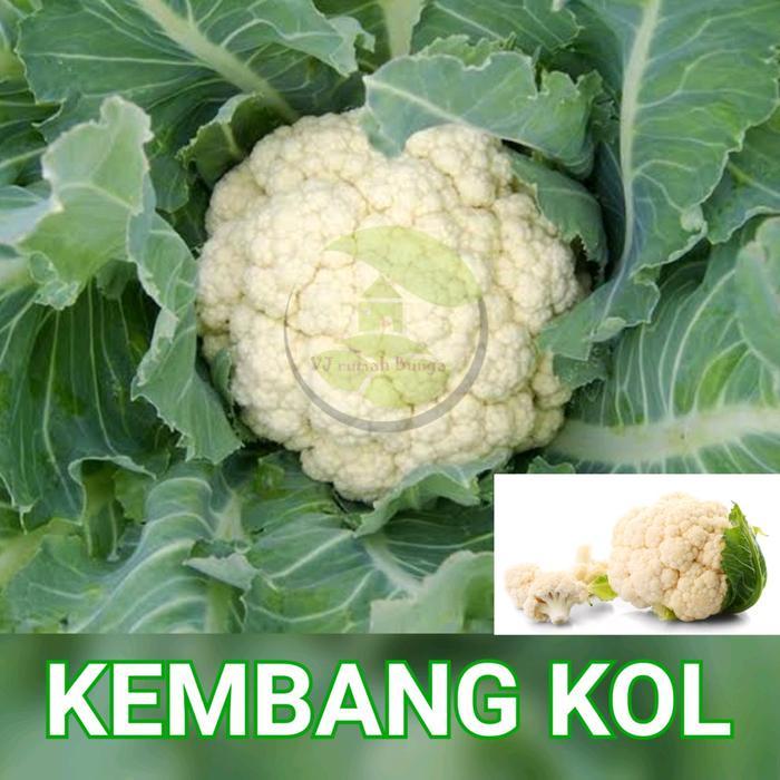 benih bibit sayuran kembang kol bunga kol