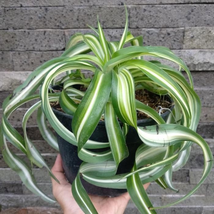 

Spider Plant Curly / Tanaman Indoor / Tanaman Outdoor