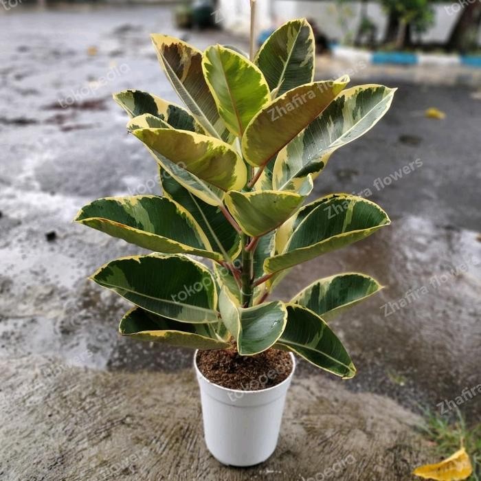 

tanaman hias ficus varigata+pot