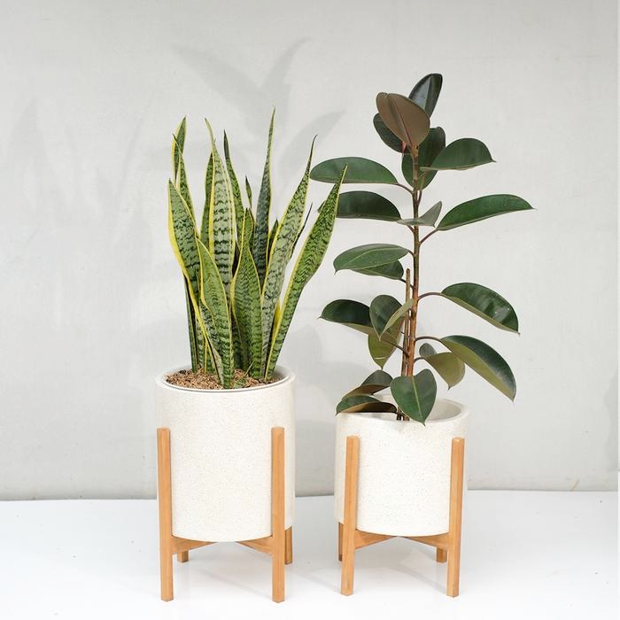 

Set Tanaman Ficus Elastica , Sansivera Tropical Set