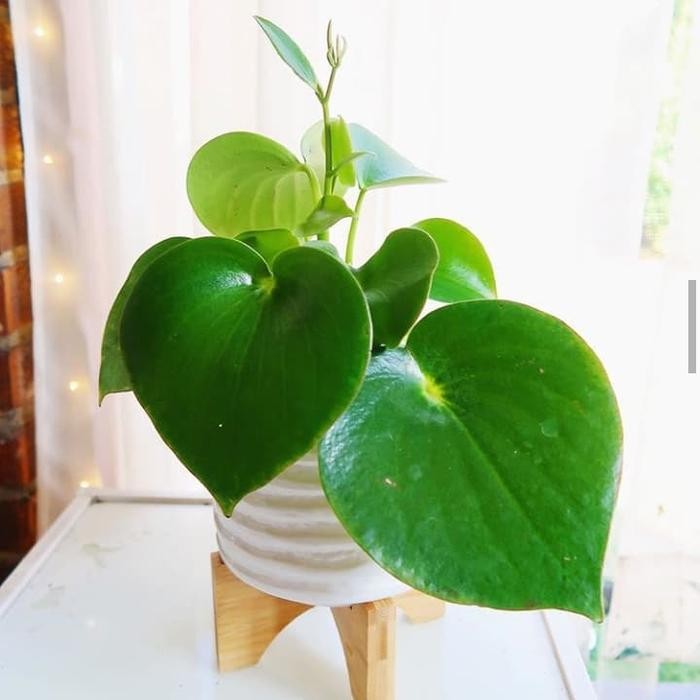 

TANAMAN CANTIK COLLECTION PEPEROMIA RAINDROP / POLYBOTRYA + POT