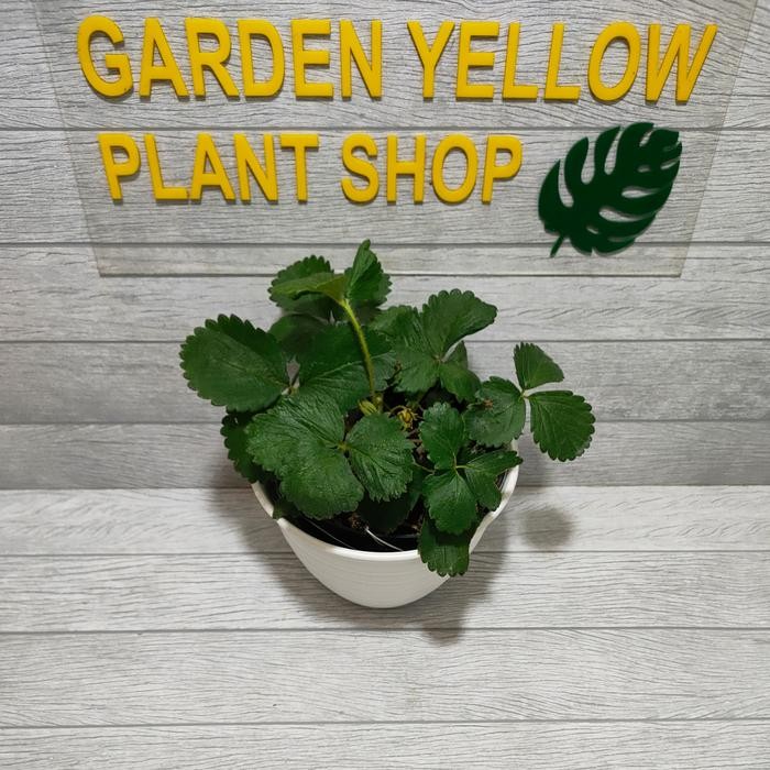 BERKUALITAS TANAMAN BUAH STRAWBERRY / MURAH + POT