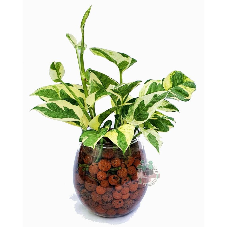 Vas Bunga Kaca Minimalis Hiasan Meja Pot Gelas Bening Tanaman Hias Air