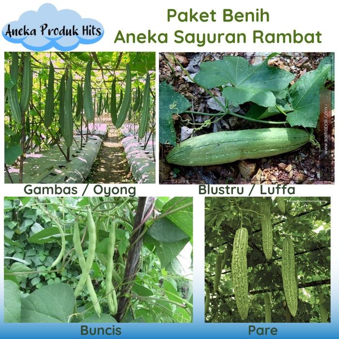 Stok Baru Paket Benih Aneka Sayuran Rambat (Gambas, Blustru, Buncis, dan Pare)