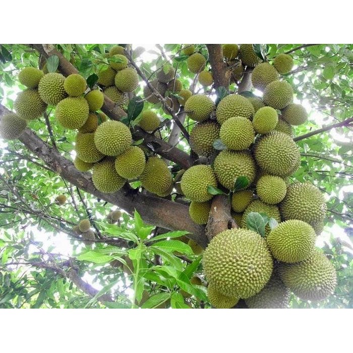 Bibit Durian Merah Banyuwangi