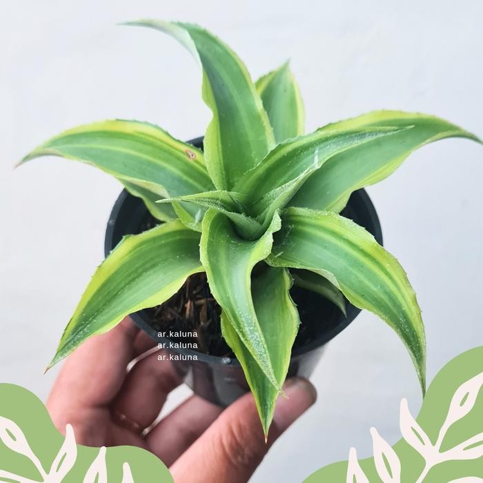 [ Cryptanthus Acaulis ' Kriptantus Hijau ' sukulen kaktus tanaman hidup ]