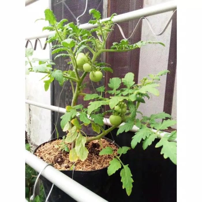 

Tanaman Tomat Cherry berbuah beserta pot