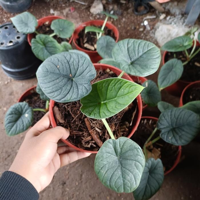 SM- Tanaman hias alocasia melo badak - alocasia mello badak - alocasia