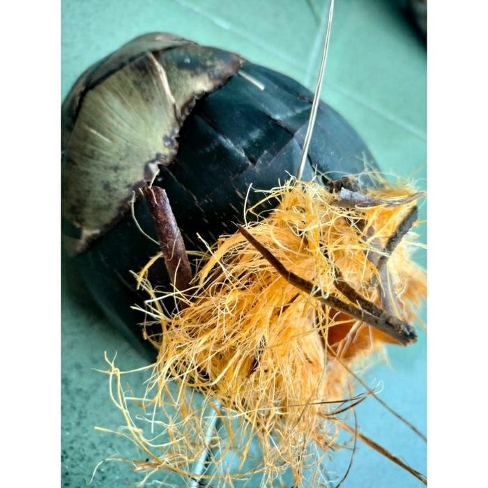 TERBAIK siwalan tua (bibit isi 3) wegsto 7001bd