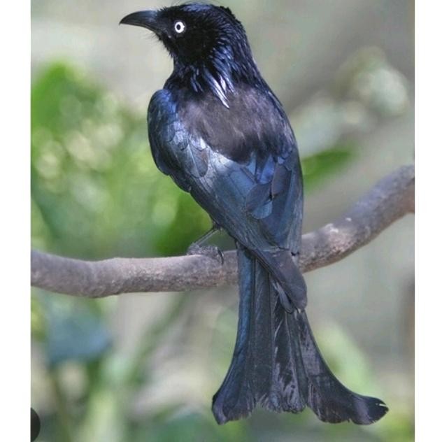 srigunting mata putih