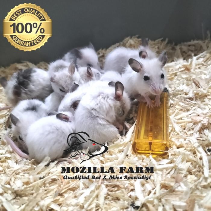 Pilihan- Asf Rat / African Soft Fur Rat Size Small ( 21-30 Gr )