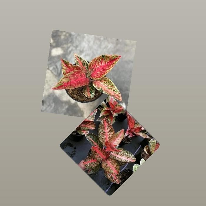 anakan aglonema kendedes & widuri tulang merah