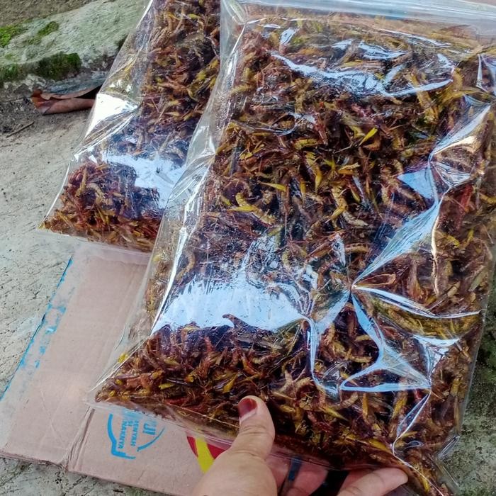 

Pilihan- Belalang Goreng Kemasan 1/4 75Rb An