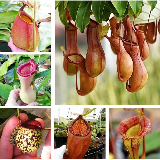 Terlaris - 25 Bibit Benih Nepenthes Ampullaria Mix