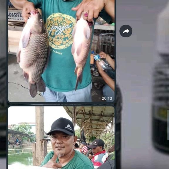 DUniaPancingan- Essen Mancing Udang Galah Liar Paling Jitu Ikan Pancing Umpan