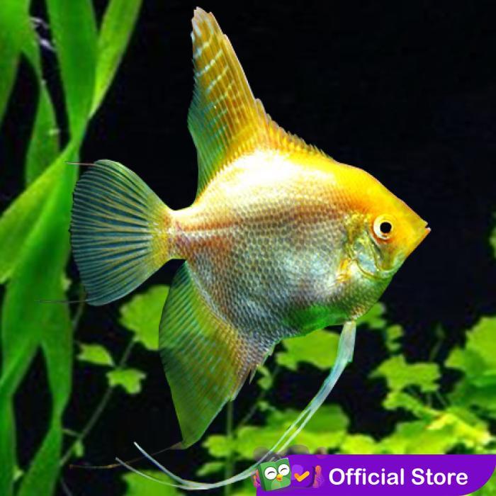 Manfish Golden / Gold / Angel FIsh / Ikan Hias Aquascape / Air Tawar