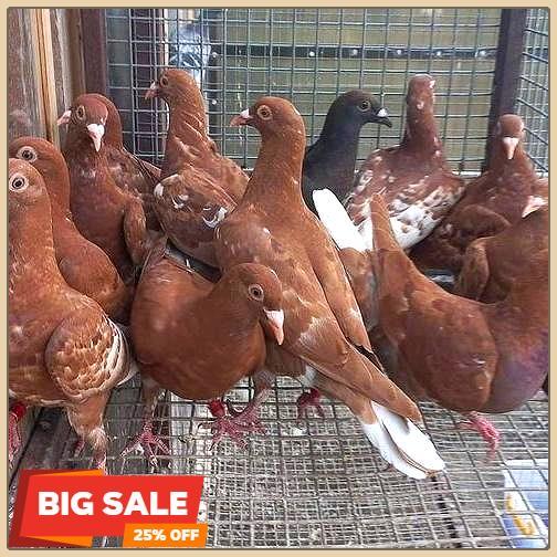Khusus Go-Jek Burung Dara Biasa Hidup - Burung Merpati Potong - Free Jagung Kristal