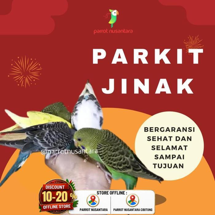 burung parkit jinak jhj