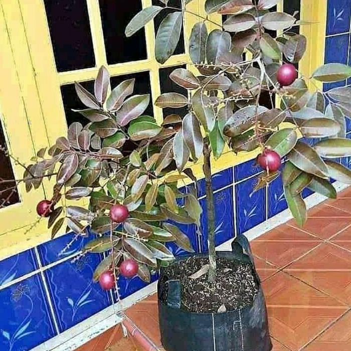 

tanaman buah Klengkeng merah/ruby hasil okulasi