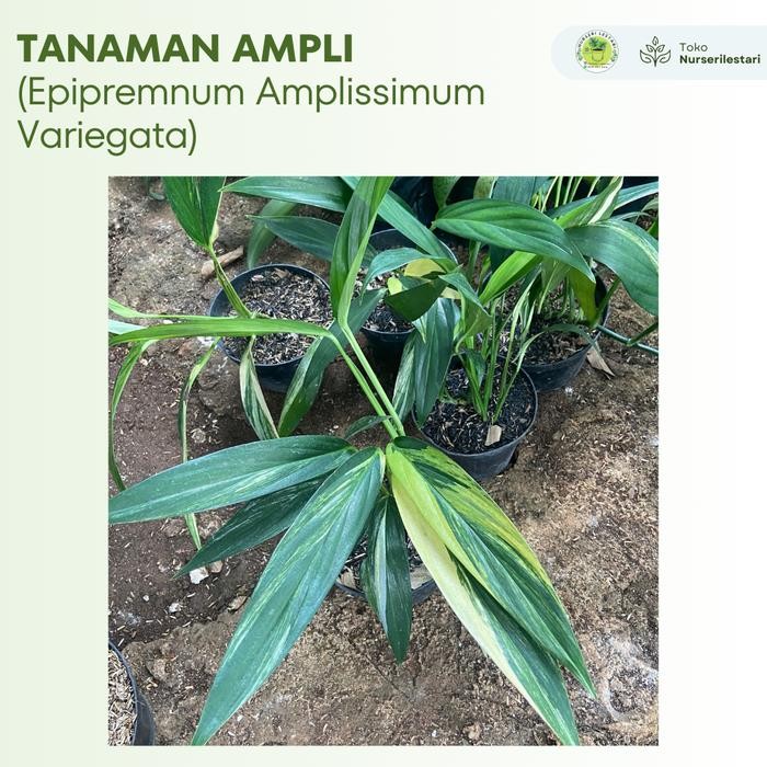 SM- Tanaman Hias Langka ( Rare ) Ampli Variegata Putih - Epipremnum Amplissimum Variegated