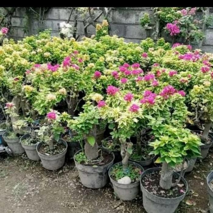 CUCI GUDANG Bunga hias Bougenville 3 warna variegata Batang Besar/Jumbo