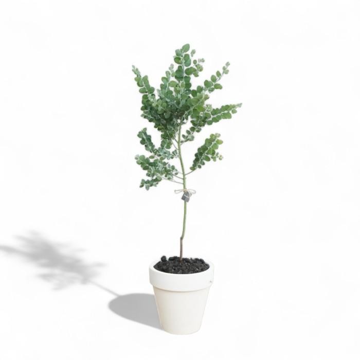 SALE Blue Pearl Acacia Tree Podalyriifolia - Tanaman Hias Indoor Outdoor