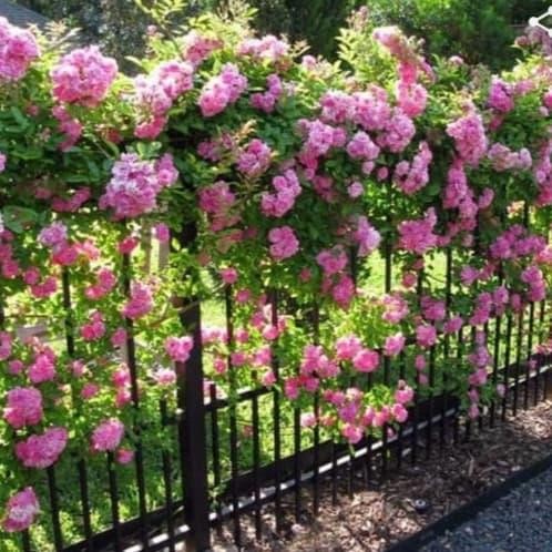 TERBAIK jual bibit bunga mawar PING merambat