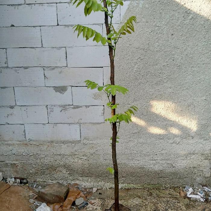 bibit matoa hasil cangkok