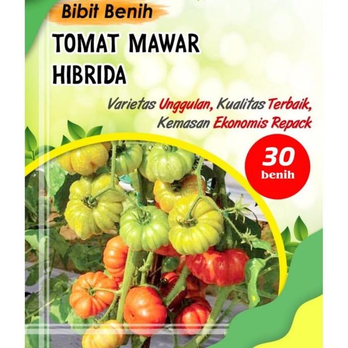 Terlaris 30 biji Benih tomat mawar F1 - bibit tomat mawar super SALE
