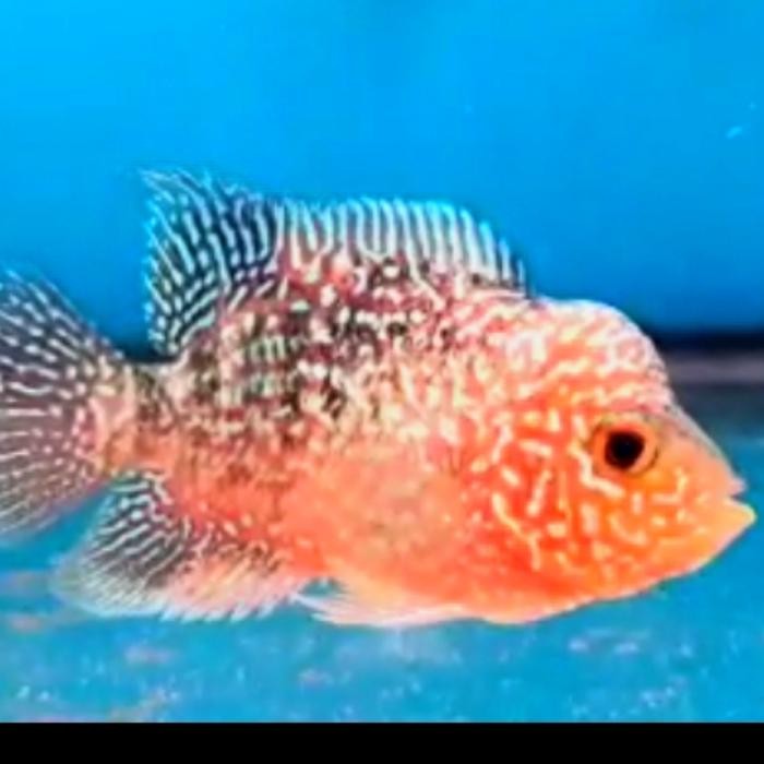 Bahan Louhan Golden Base Kamfa (Beli 1 Gratis 1) Terbatas