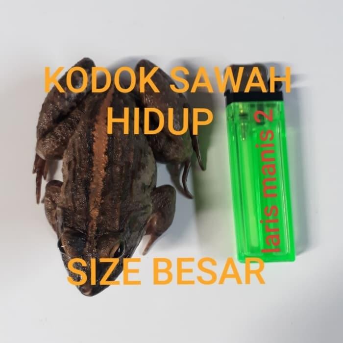 cdo4- Kodok Sawah Hidup Size Besar 1000Gram