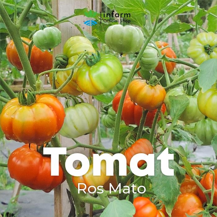 ID INFARM - BENIH TOMAT MAWAR ROSMATO, BENIH TOMAT MAWAR ROSMATO UNGGUL BIBIT TOMAT MAWAR SUPER