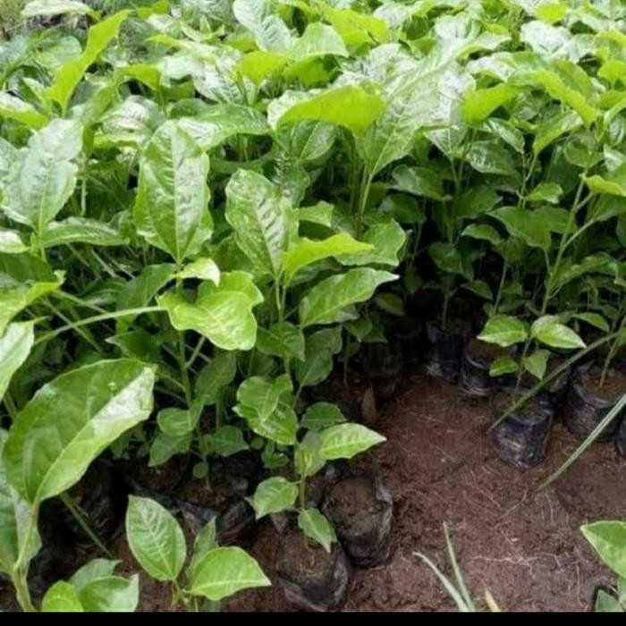 BIBIT MARKISA MERAH MANIS/ BIBIT TANAMAN BUAH MARKISA MERAH MANIS ASLI