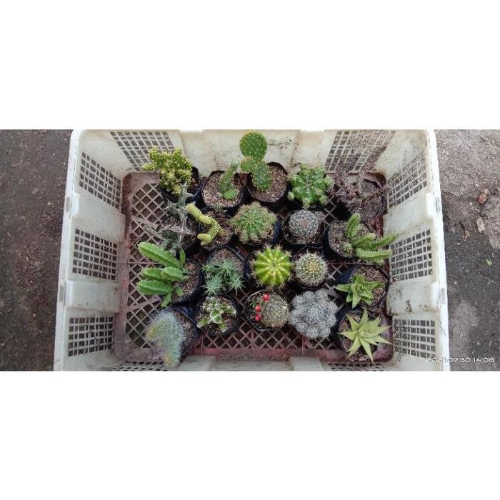 (+ BONUS) paket 20 jenis kaktus medium/kaktus /kaktus ownroot/kaktus