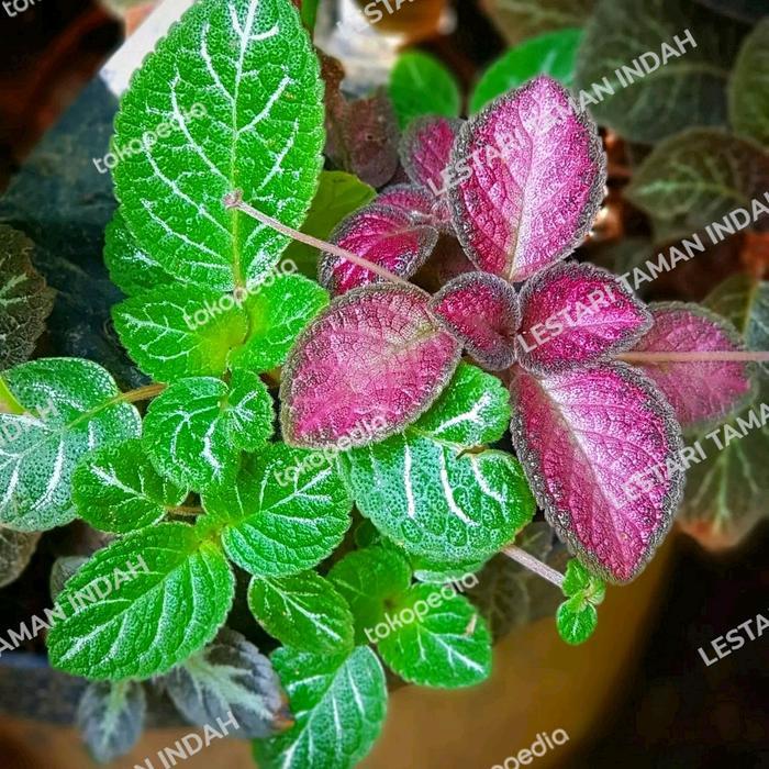 paket 2 tanaman episcia hijau - episcia pink