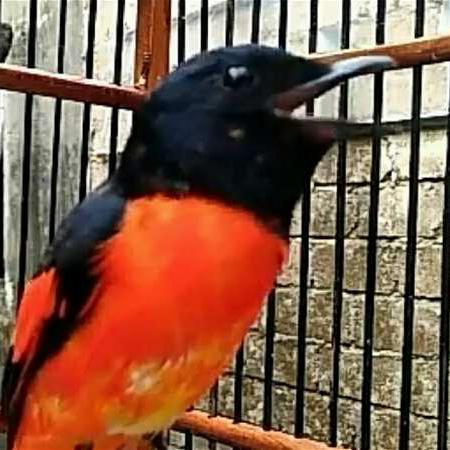 Jayus - Burung Mantenan Jantan Gacor