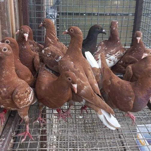 Jayus - Burung Dara Biasa Hidup - Burung Merpati Potong - Free Jagung Kristal