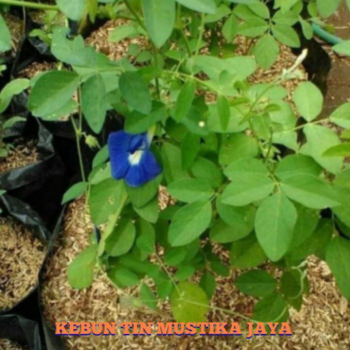 Bibit Tanaman Kembang Telang Bibit Kembang Teleng