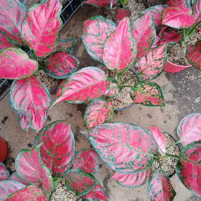 

pohon hias aglonema red dut