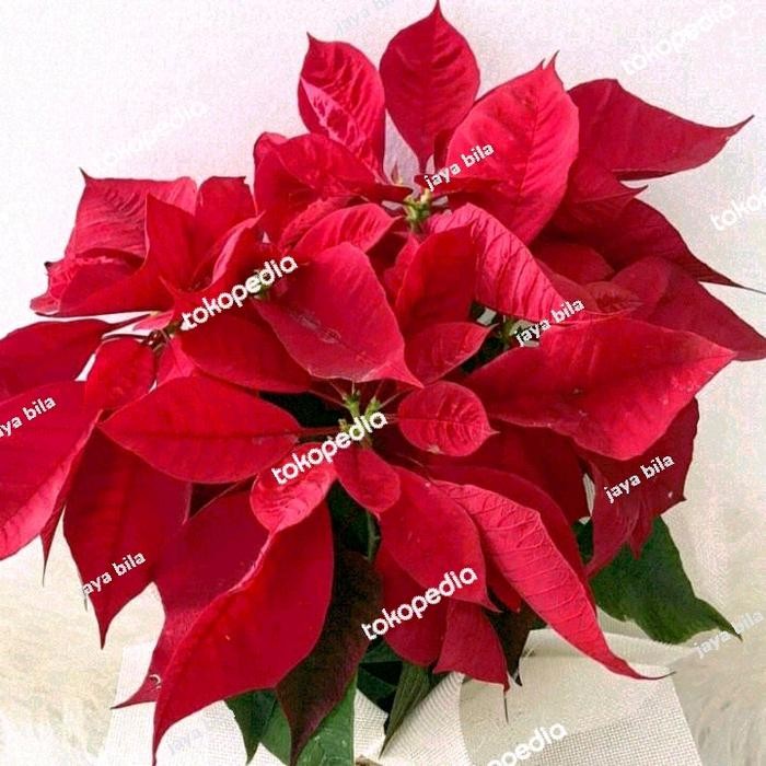 

tanaman pohon kastubah merah tinggi 50cm