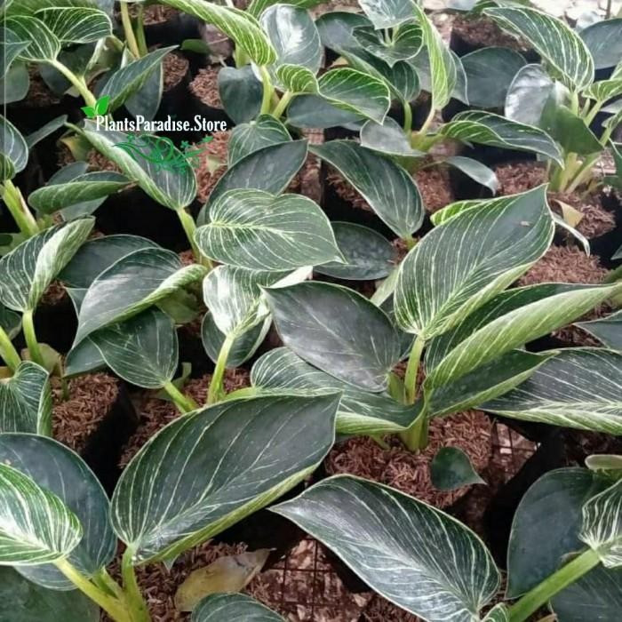 SM- Philodendron Birkin - birkin varigata - tanaman hias aroid