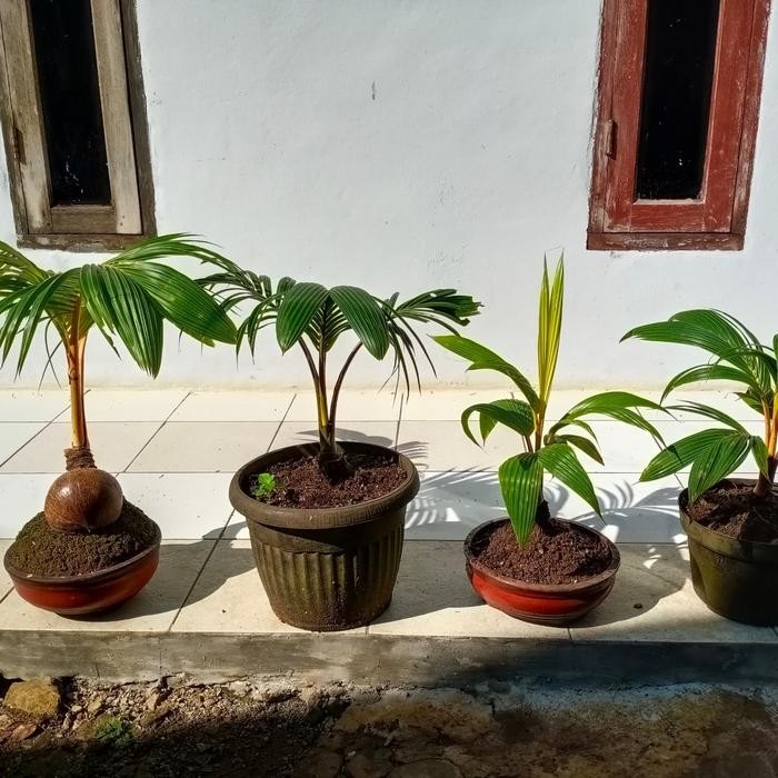 Jlterang Pohon Kelapa Kuning Bonsai