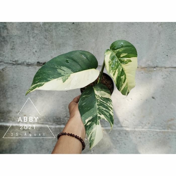 Jlterang Monstera Epipremnum Varigata (Putih)