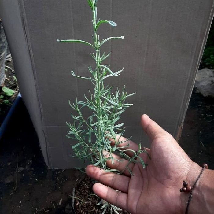 LIMITED EDITION Tanaman Hias Mexican Lavender