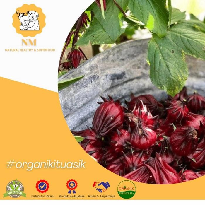 EKSLUSIF Benih Tanaman Bunga Rosella 1Kg - Rosella Merah Ungu - Bibit Hibiscus