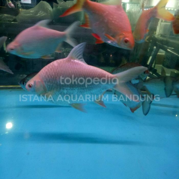 kaviat bangkok big size