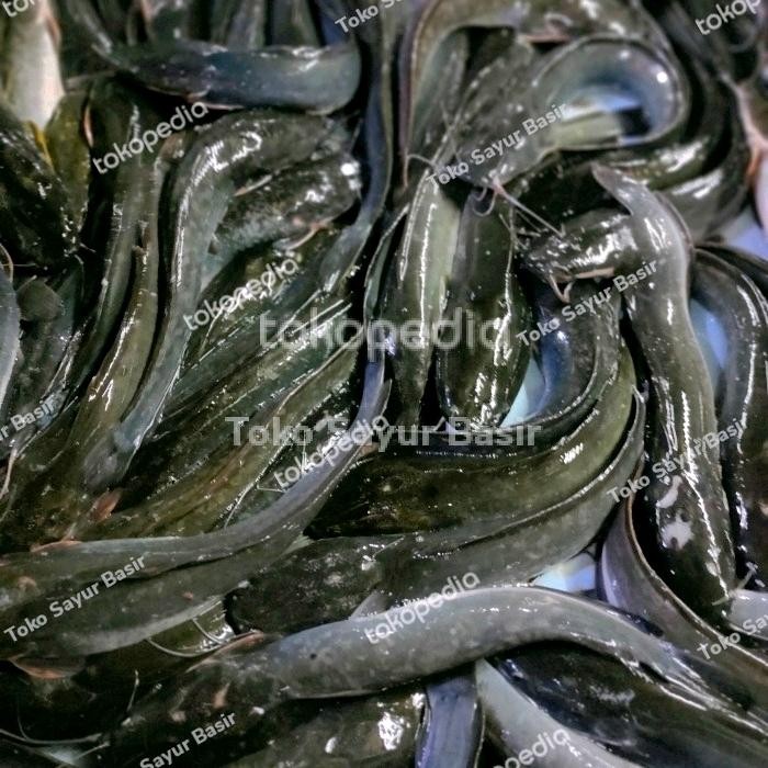 

Pilihan- Ikan Lele Segar 1Kg
