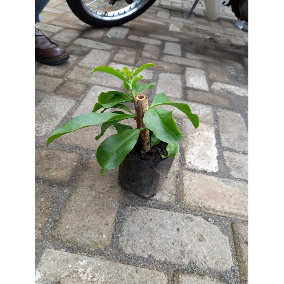 Pereskia grandifolia ora pro nobis