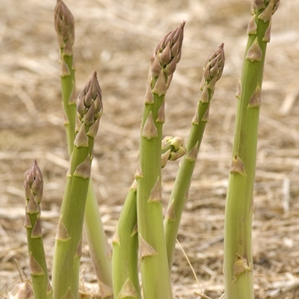 Terlaris - 10 Bibit Benih Asparagus