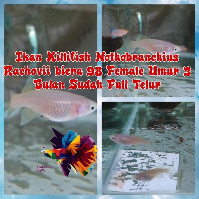 KILLIFISH RACHOVII BIERA 98 (FEMALE)